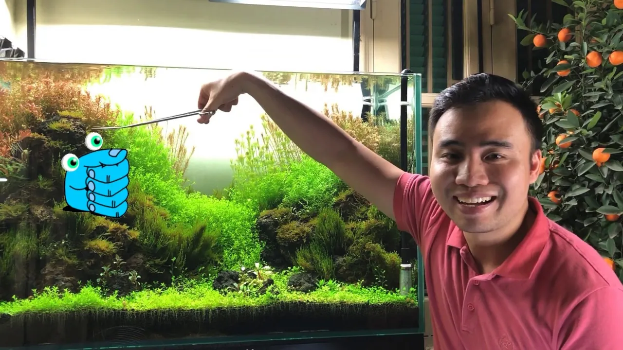 Dịch vụ chăm sóc định kỳ giúp bể thủy sinh luôn giữ được vẻ đẹp ban đầu