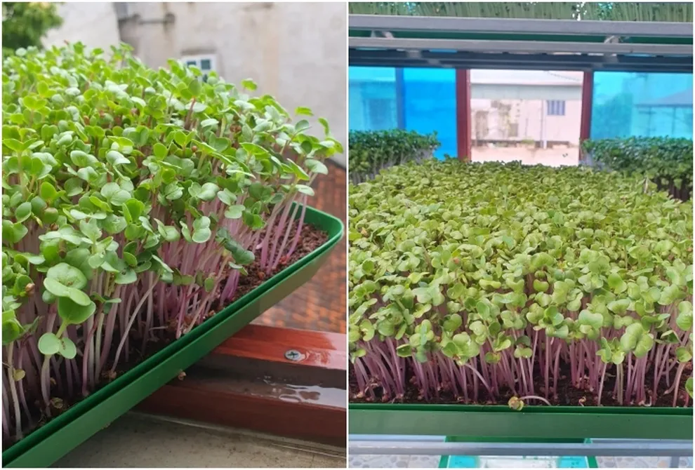 Rau mầm là lựa chọn hoàn hảo cho không gian nhà phố hẹp